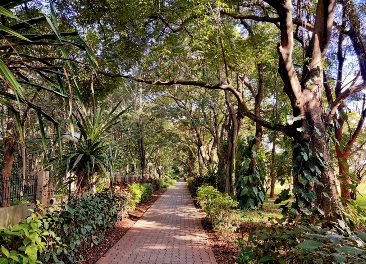A tree-lined avenue on the NCBS campus with gulmohar in bloom