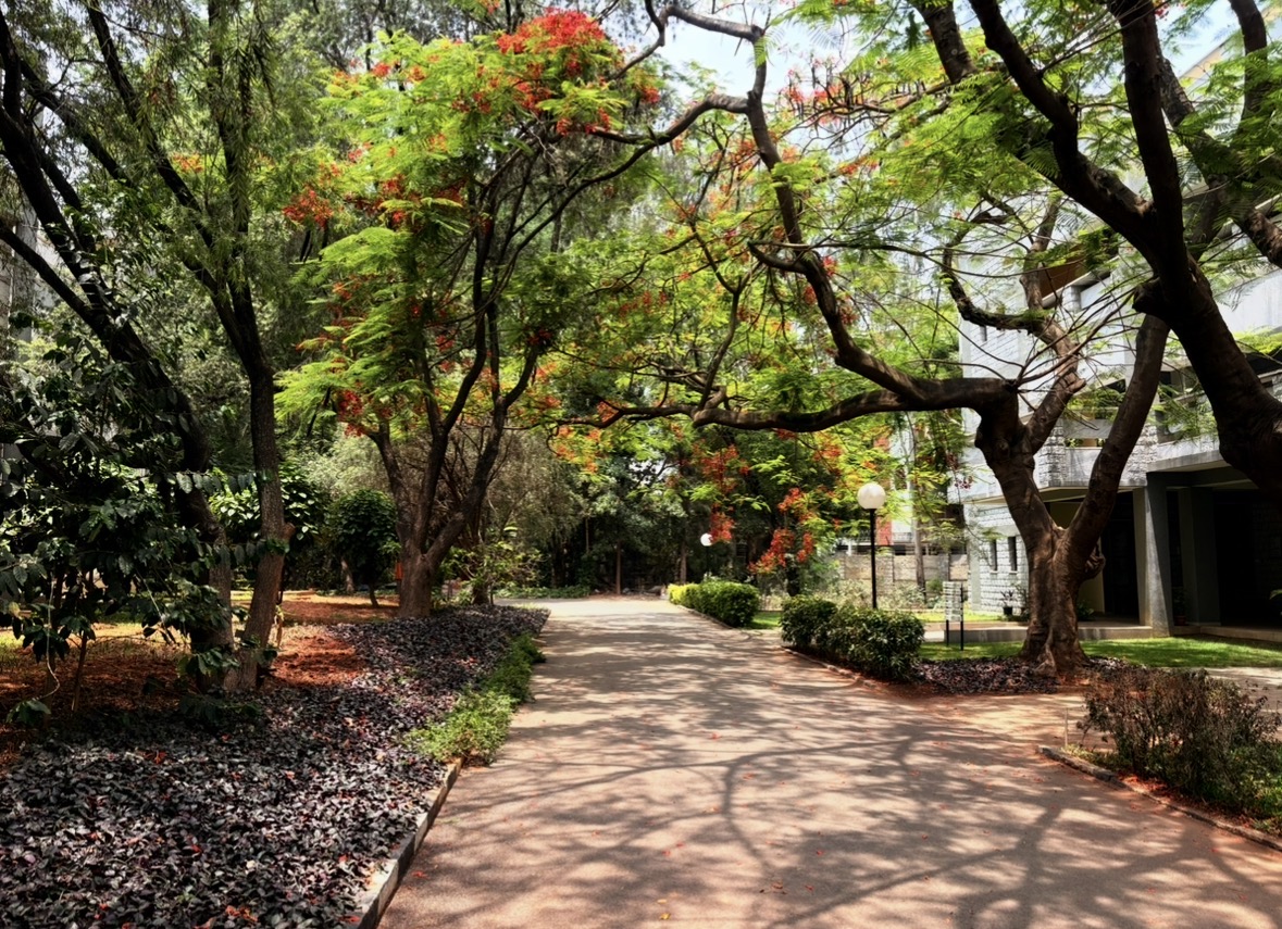 A brick walkway under trees on the NCBS campus