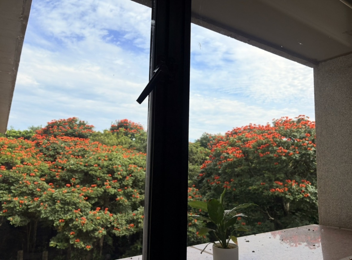 African tulip trees in bloom, seen from the Research Integrity Office window